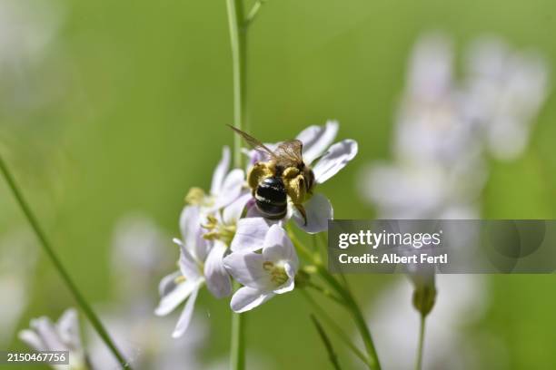 cardamine pratensis with a wild bee - meadowfoam flower stock pictures, royalty-free photos & images