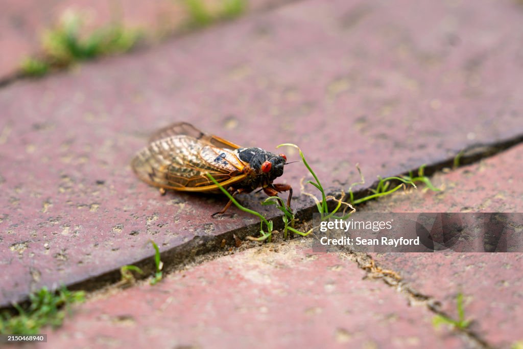 Brood XIX Cicadas Have Emerged In North Carolina