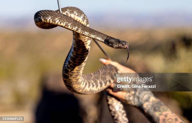 Rattlesnake wrangler Danielle Wall holds a Southern Pacific rattlesnake on her property April 10, 2024 in Landers, California. When homeowners in the...