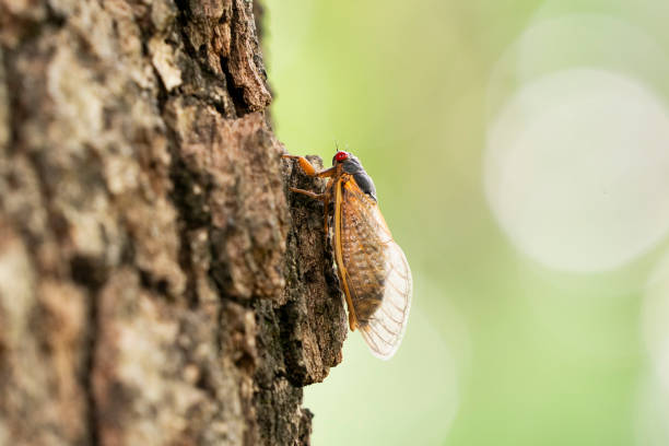 NC: Brood XIX Cicadas Have Emerged In North Carolina