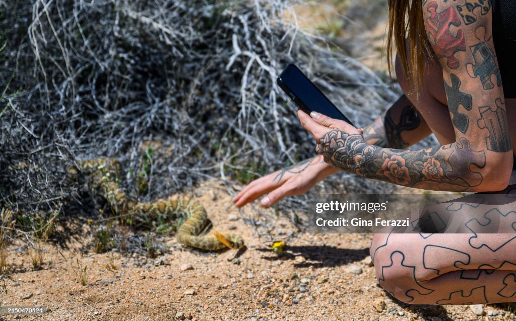 Rattlesnake wrangler in Landers, CA