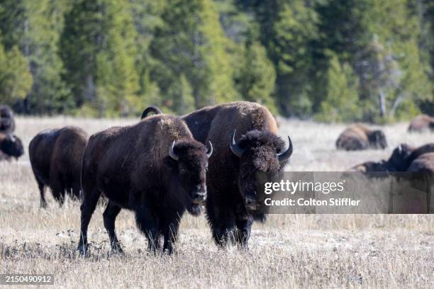 Bison Ranch Images 573 Bison Ranch Stock Photos, High-Res Pictures, and Images - Getty Images