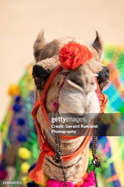 pushkar mela 2023 - camel fair stock pictures, royalty-free photos & images