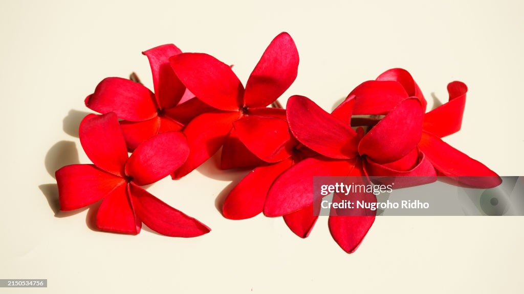 Bunch of Red Plumeria Flowers on White Background