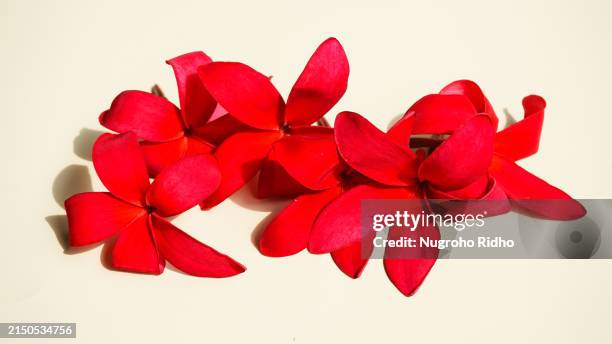 bunch of red plumeria flowers on white background - exotisme photos et images de collection