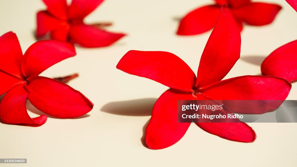 Exotic Red Plumeria Flower Star Shape Close up on Blank Background