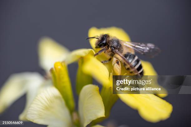April 2024, Hesse, Weilburg: A common sand bee sits on a gold lacquer flower . The United Nations has proclaimed May 20 as World Bee Day. Photo:...