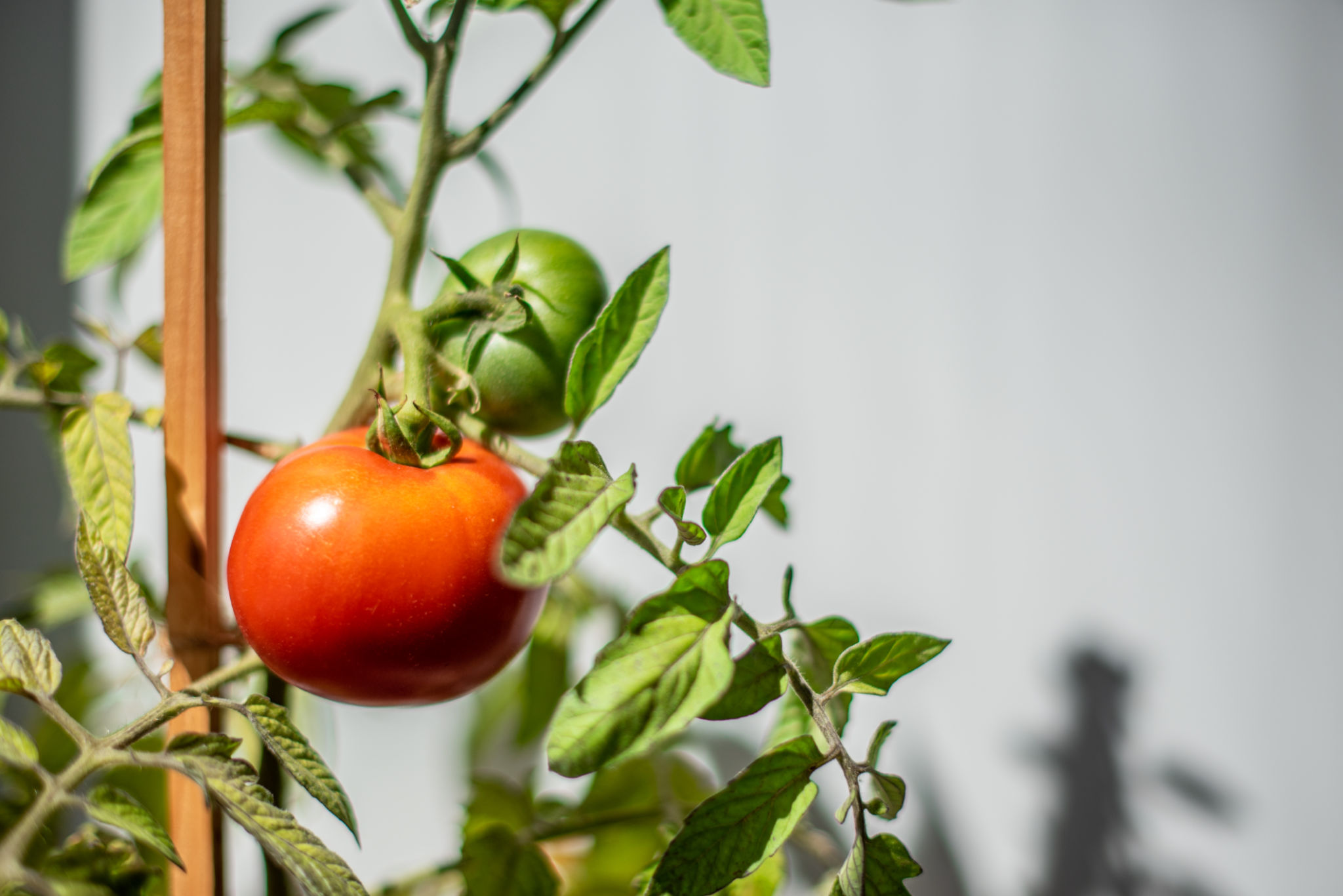 local food guide