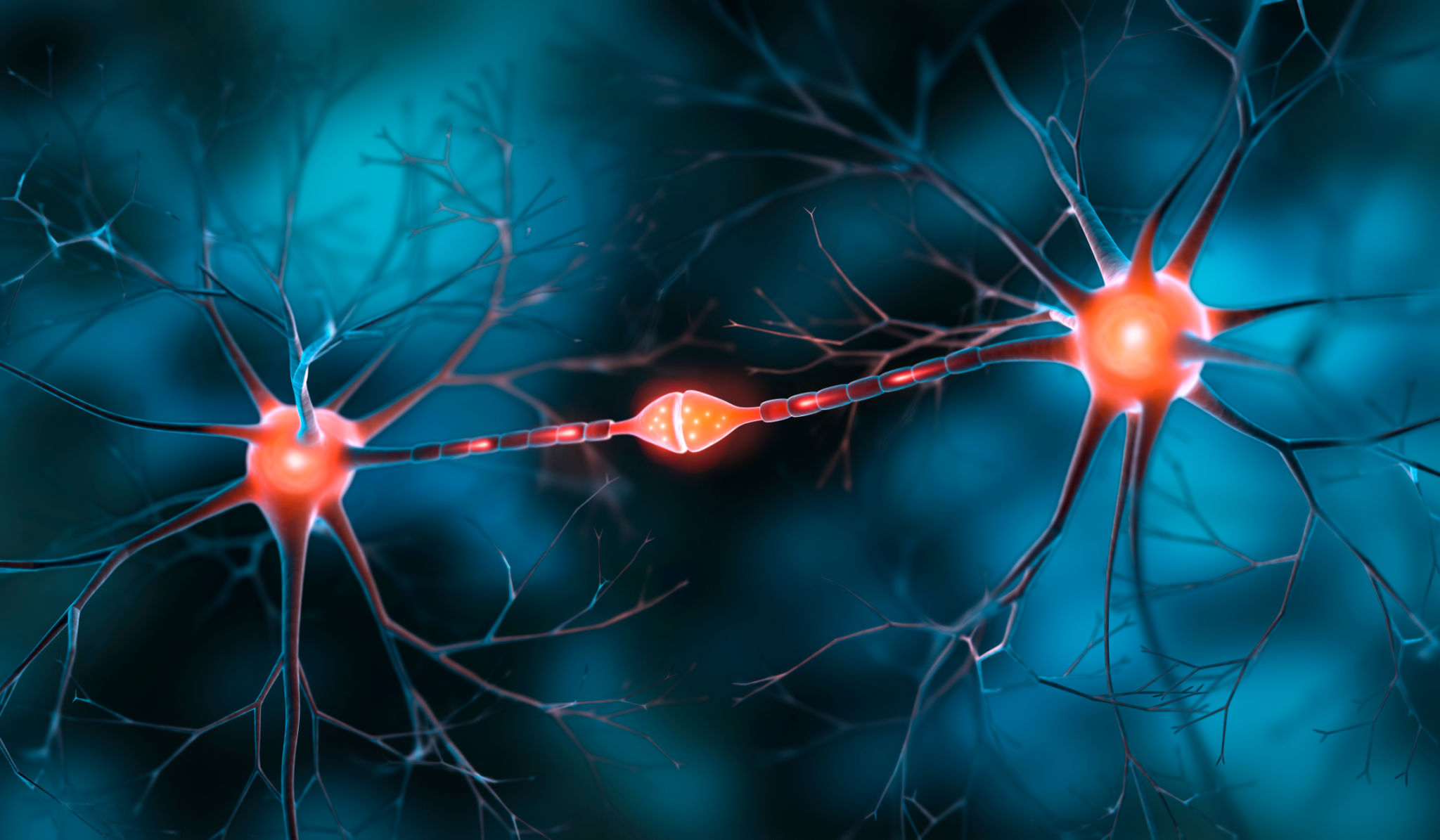 Two interacting nerve cells with synapse Two interacting nerve cells with synapse
