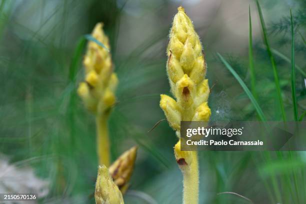 orobanche flava (broomrape) - orobanche stock pictures, royalty-free photos & images