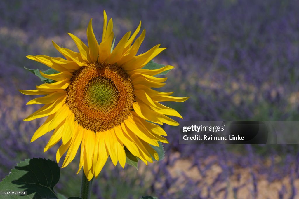 Lavender field with sunflower in summer, Valensole, Département Alpes-de-Haute, Provence-Alpes-Côte d’Azur, France, Europe