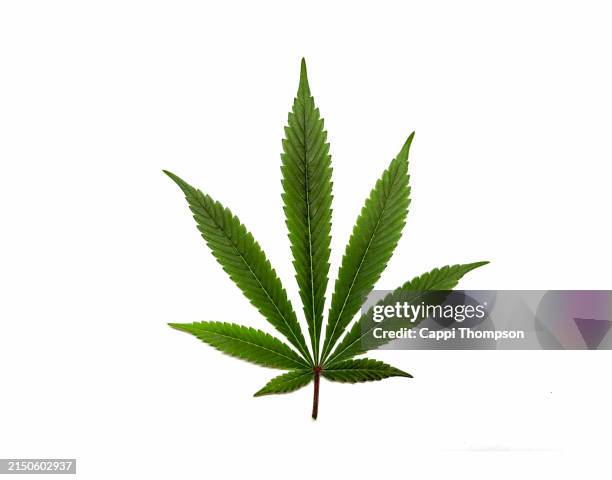cannabis leaf over white background - cannabis leaf stock pictures, royalty-free photos & images