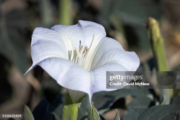 The entheogenic sacred Datura , a member the nightshade family , aka Jimson weed, blooms in the western portion of the proposed Chuckwalla Mountains...