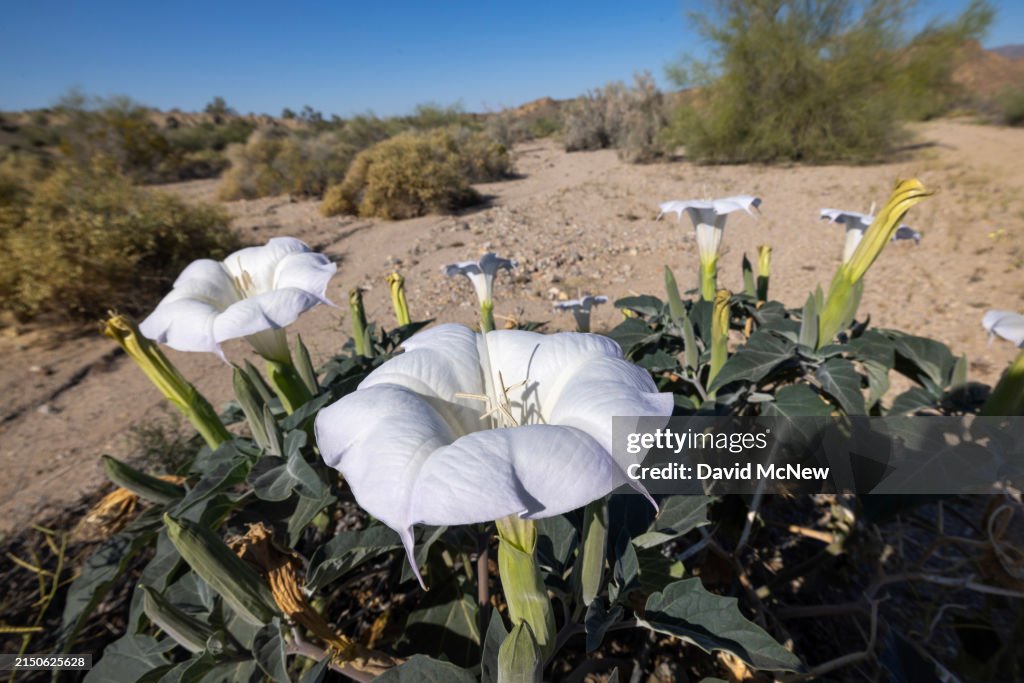 California Lawmakers Push For Expansion Of Joshua Tree National Park And For New Chuckwalla Mountains National Monument