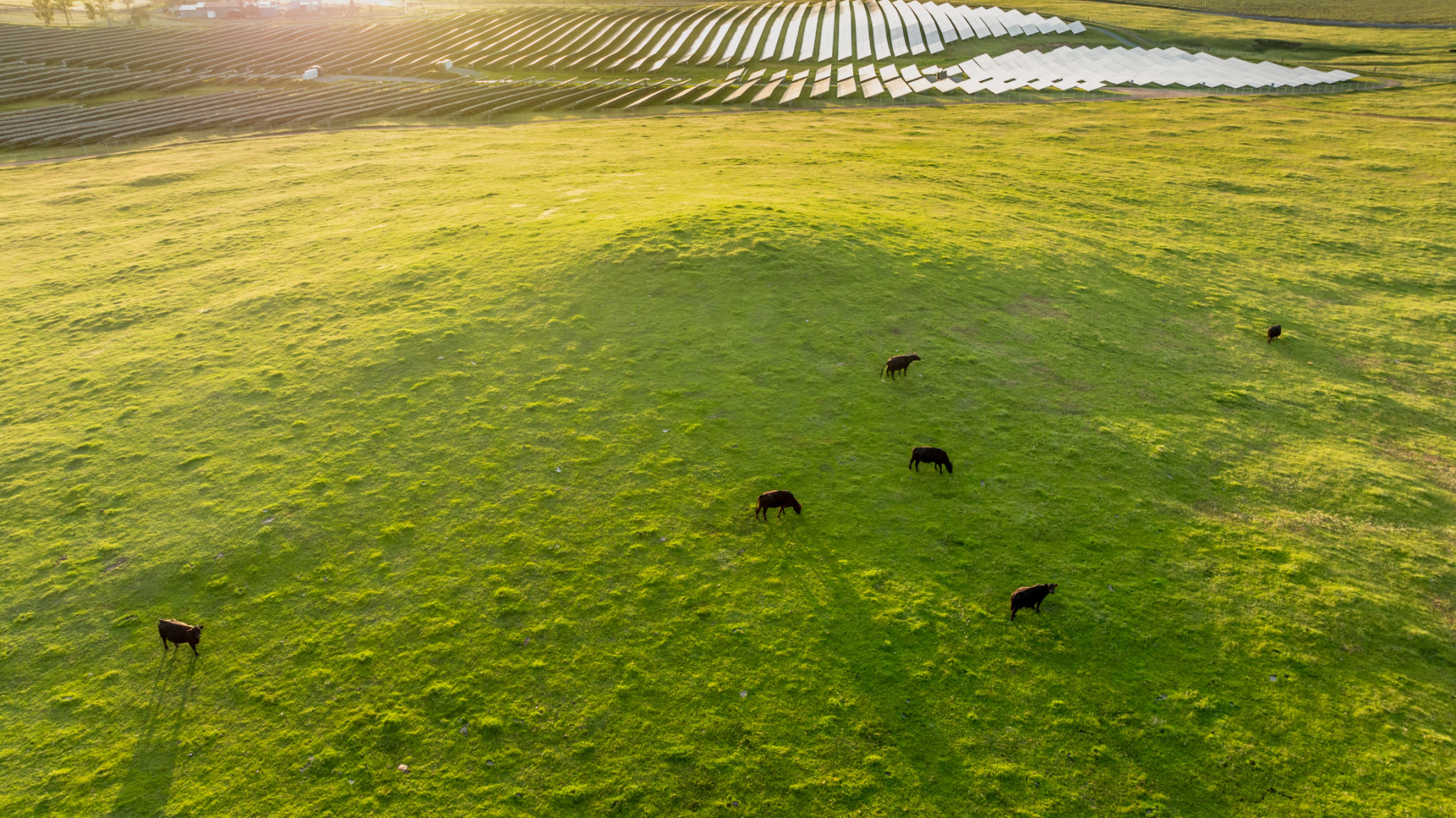 wildlife solar farm