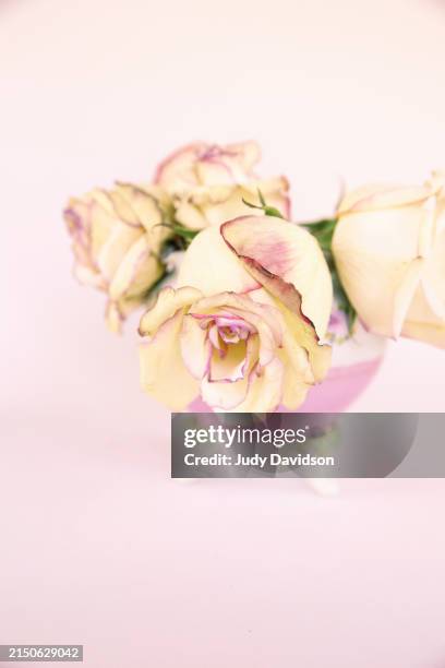 Tipped Roses 124 Drooping Rose Stock Photos, High-Res Pictures, and Images - Getty ...