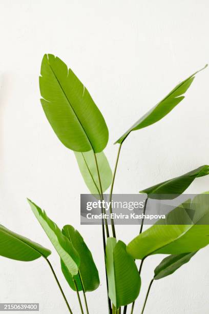 banana palm tree with green artificial leaves indoors. beautiful artificial plants for design - bananenplant stockfoto's en -beelden