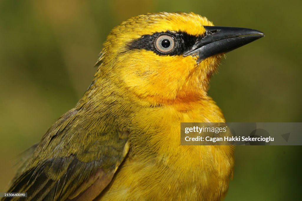 Female spectacled weaver - Ploceus ocularis