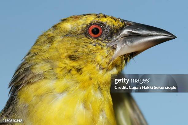 a female village weaver - ploceus cucullatus - weaver bird stock pictures, royalty-free photos & images