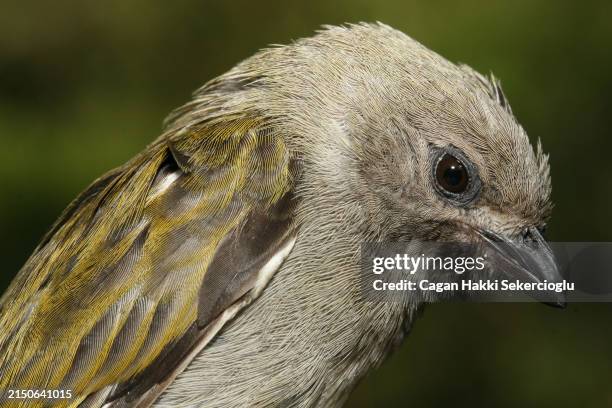 Lesser Honeyguide 19 Honeyguide Stock Photos, High-Res Pictures, and Images - Getty Images