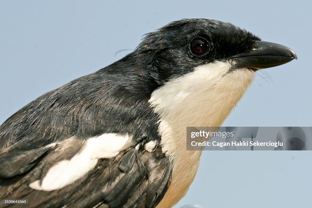 Ethiopian boubou - Laniarius aethiopicus