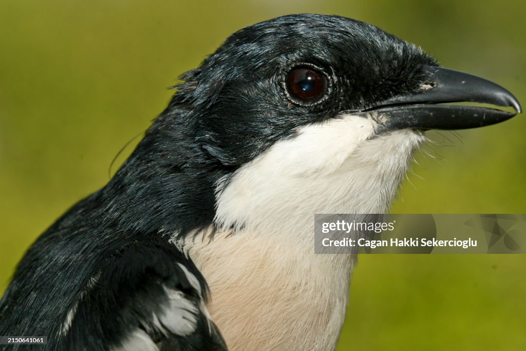 Ethiopian boubou - Laniarius aethiopicus