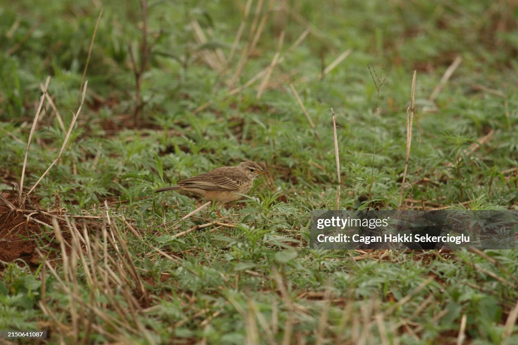 African pipit - Anthus cinnamomeus
