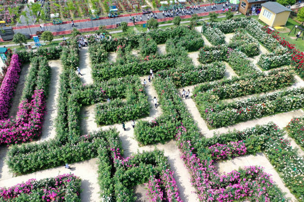 CHN: Rosa Chinensis Maze In Dongyang