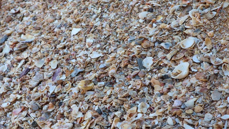 Drying Shells 191 Pebbles And Sea Shells Stock Videos, Footage, & 4K Video Clips ...