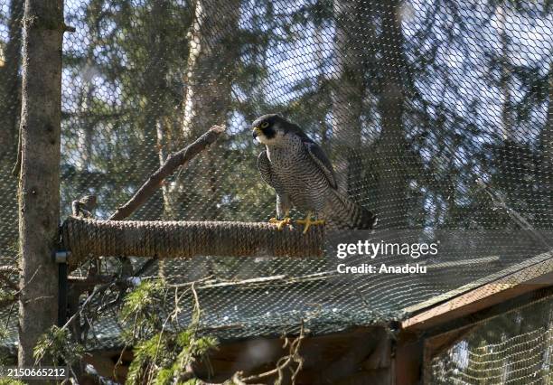 Anchorage Raptors 43 Alaska Raptor Center Stock Photos, High-Res Pictures, and Images ...