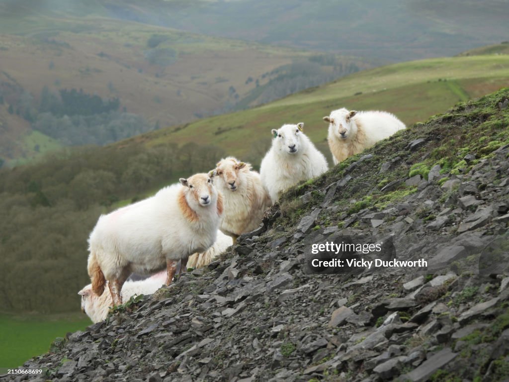 Hill Sheep