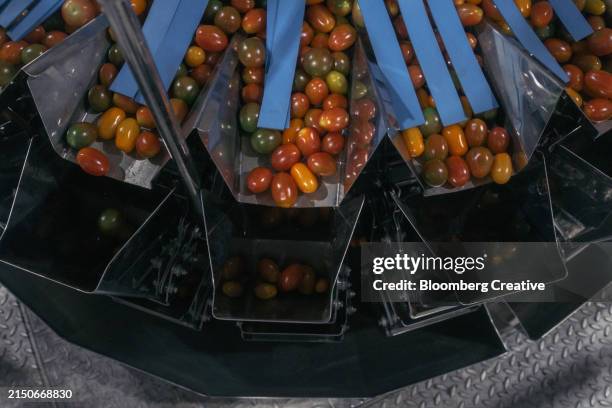 freshly picked tomatoes on a conveyor - sorting machine stock pictures, royalty-free photos & images