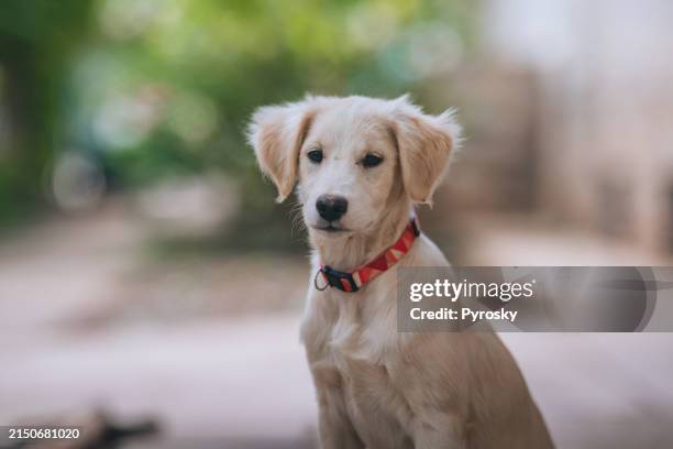 portrait of a young white mixed-breed dog - pet collar stock pictures, royalty-free photos & images