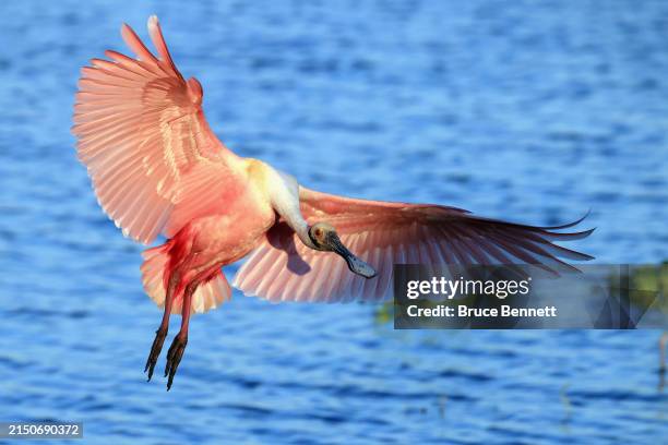 Roseate Spoonbill bird flies through Stick Marsh on March 29, 2024 in Melbourne, Florida. The warmer climate found in the southern United States...
