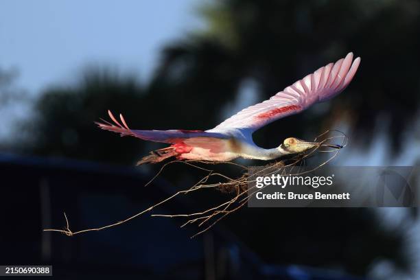 Roseate Spoonbill bird flies through Stick Marsh on March 29, 2024 in Melbourne, Florida. The warmer climate found in the southern United States...
