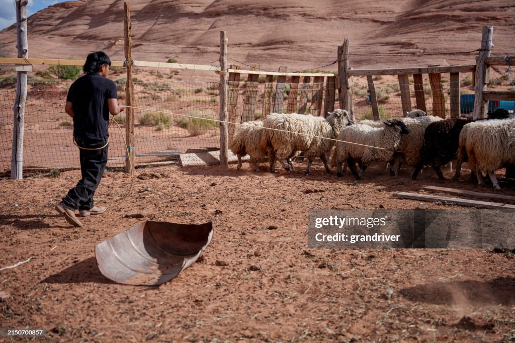 Old Roping Pen Athletic Fourteen Year Old Navajo Boy Roping And Wrestling A Sheep In A ...