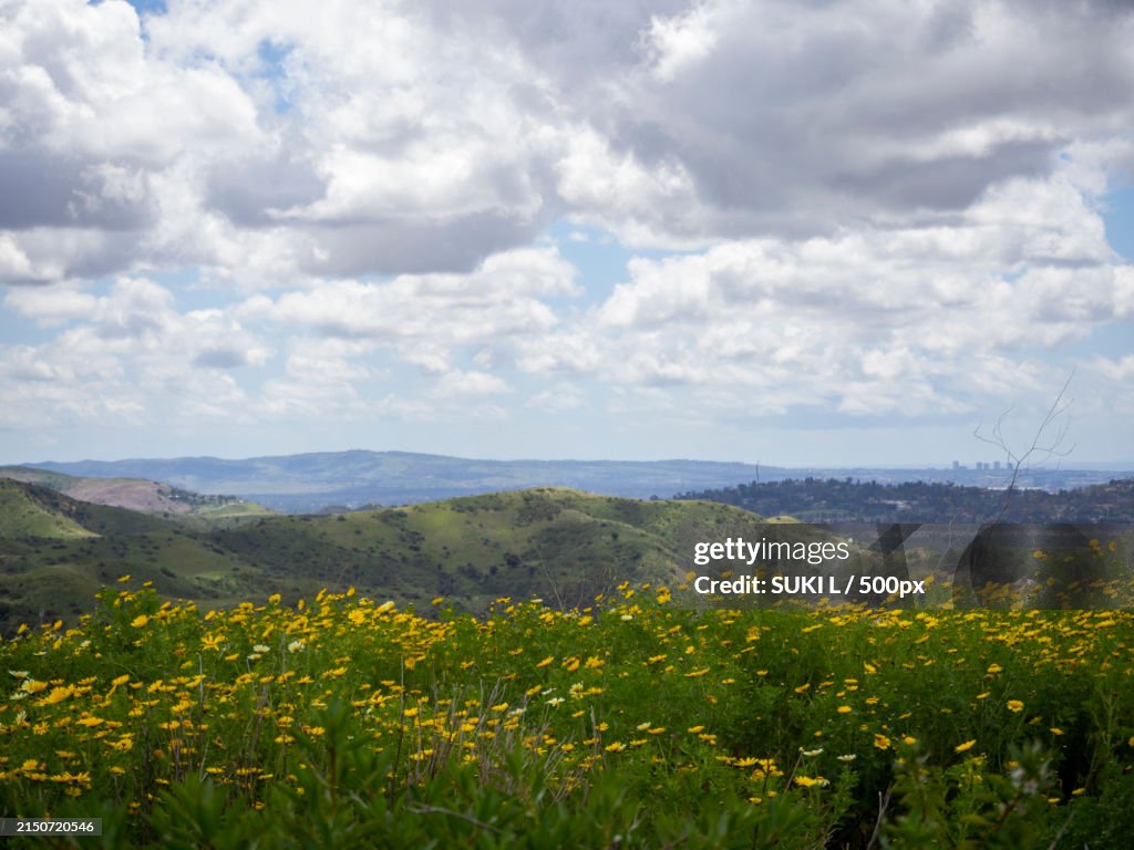 Scenic view of yellow flowering plants on field against sky,Anaheim,California,United States,USA