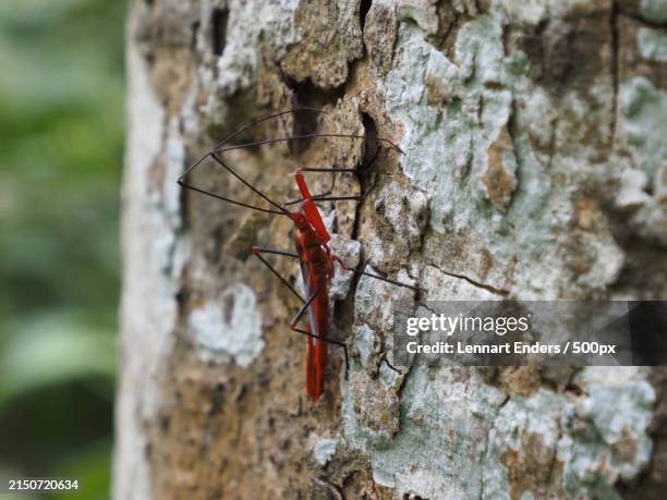 Anto Tree Ant Tree Photos and Premium High Res Pictures - Getty Images