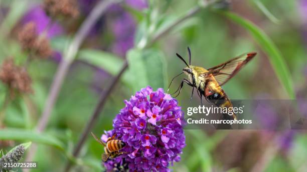 snowberry clearwing, (hemaris diffinis), (buddleja davidii), summer lilac, sphinx du chèvrefeuille. - moth stock pictures, royalty-free photos & images