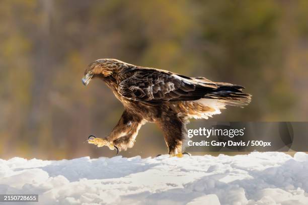 close-up of eagle perching on branch - eurasian buzzard stock pictures, royalty-free photos & images