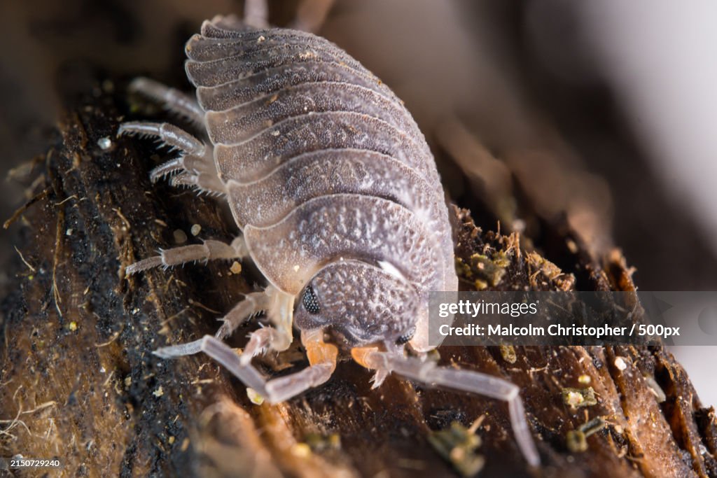 Close-up of insect on wood