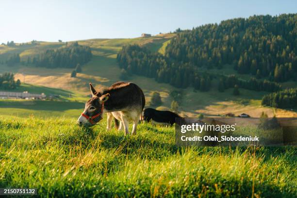 donkey on pasture in summer - donkey stock pictures, royalty-free photos & images