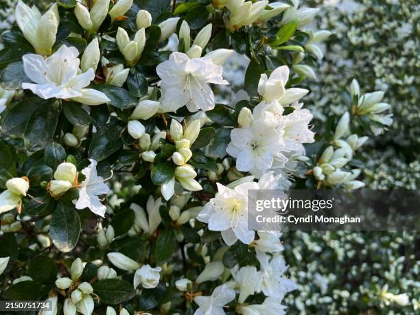white azalea blossoms in spring - rhododendron stock pictures, royalty-free photos & images