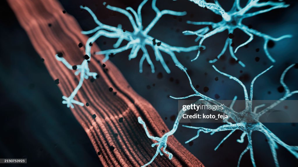 Neuromuscular Junction