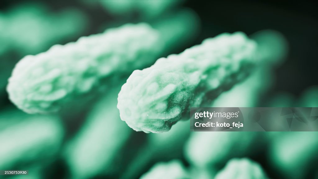 Abs Lactobacillus Bulgaricus Bacteria
