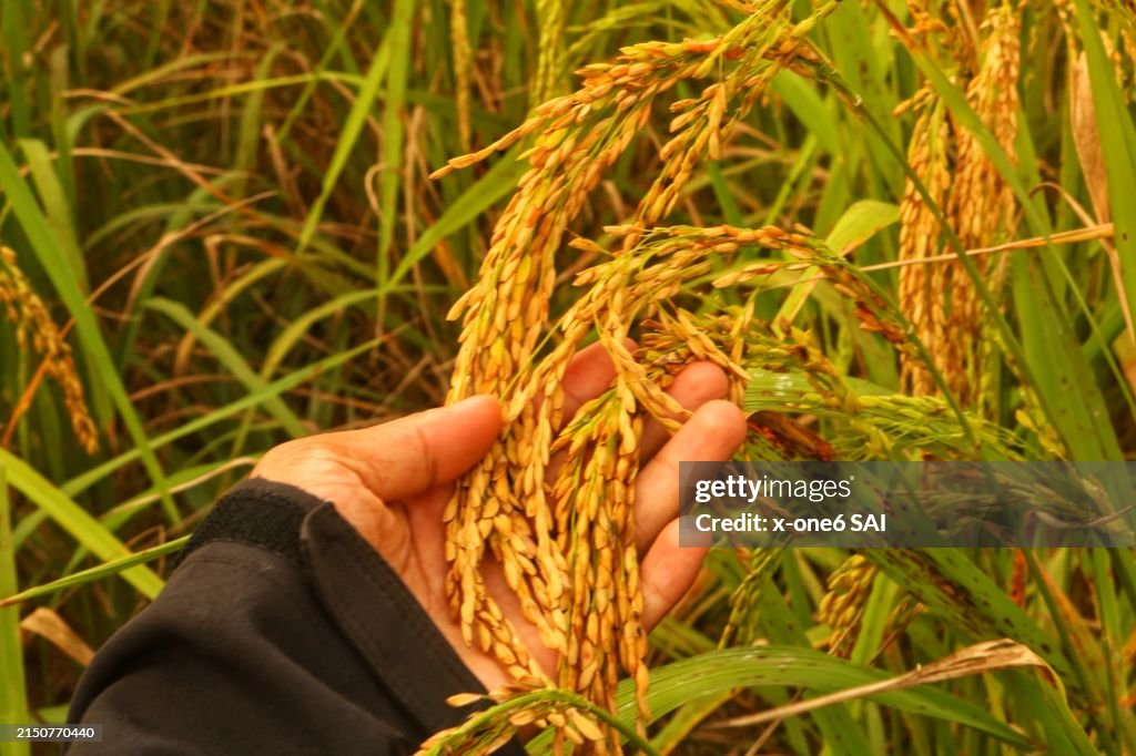 Rice fields