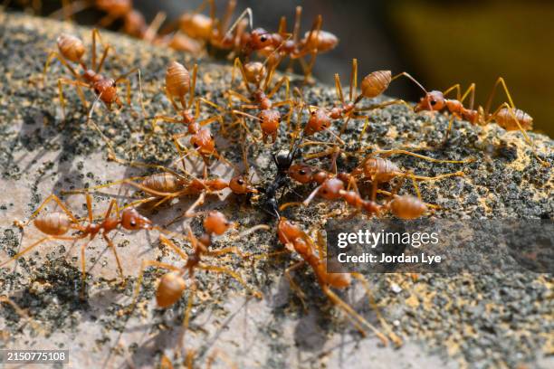 concept team work together - ant close up stock pictures, royalty-free photos & images