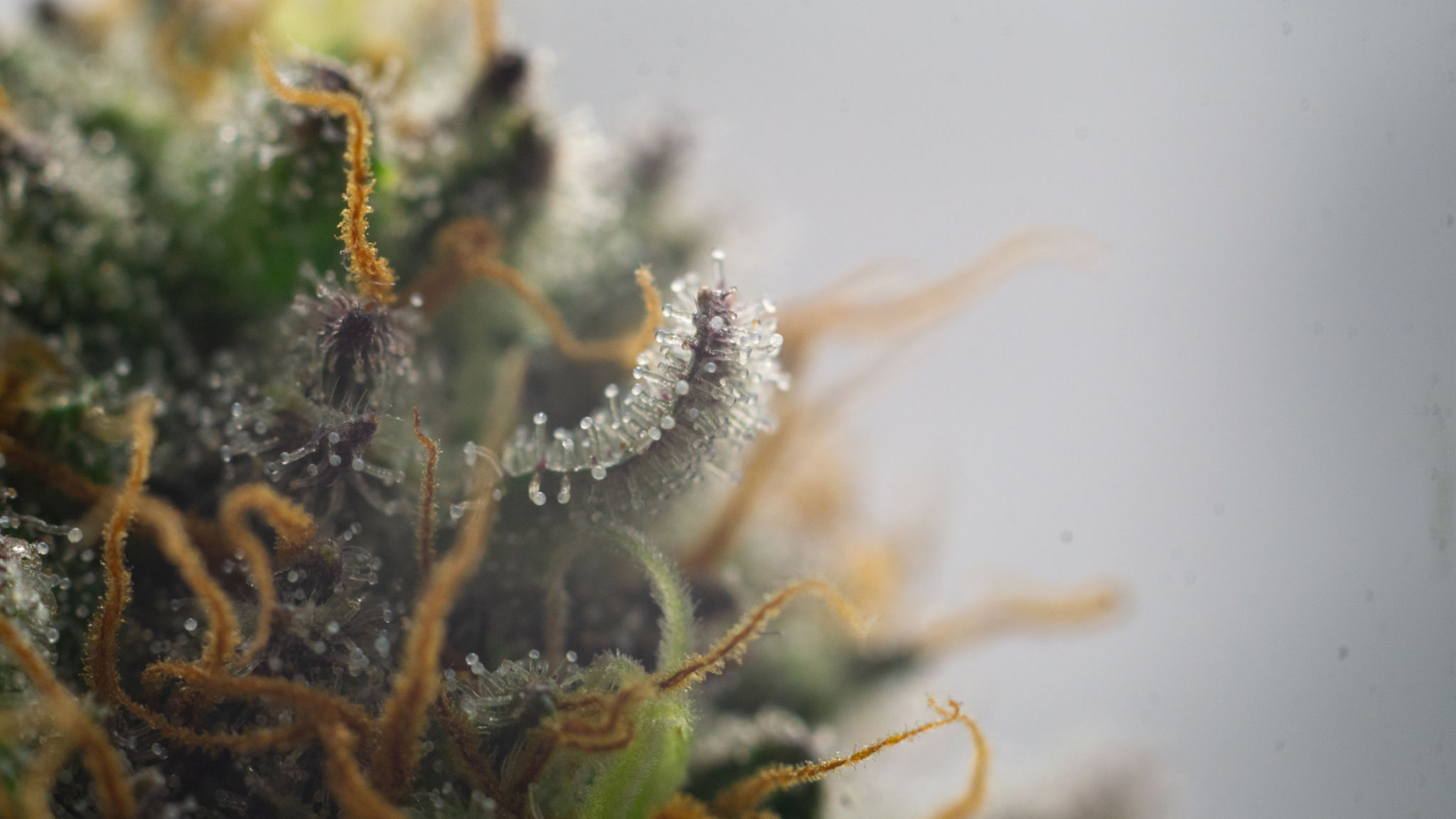 cannabis terpenes