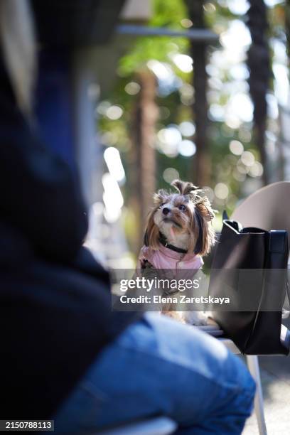 small dog on the street on a chair in a cafe near - rim light portrait stock pictures, royalty-free photos & images