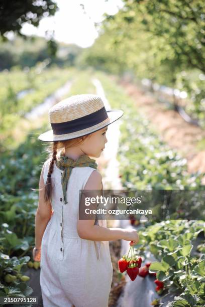 little girl picking strawberry on a farm field - kid reaction portrait stock pictures, royalty-free photos & images